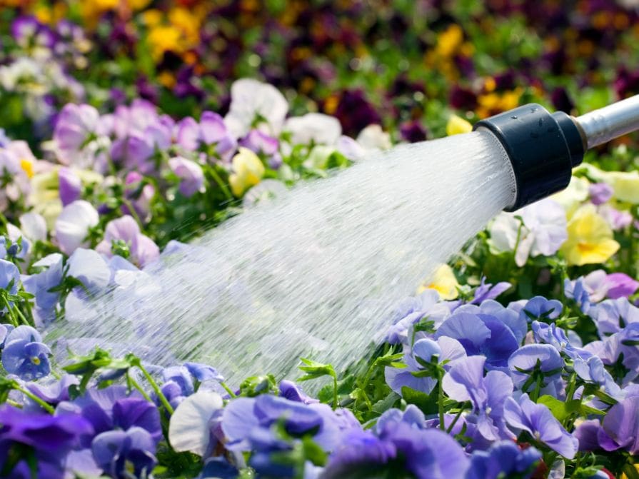 Zavlažování okrasných květin v zahradě